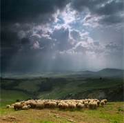 Sheep Storm