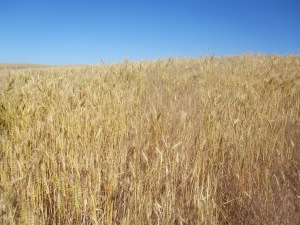 Wheat 05