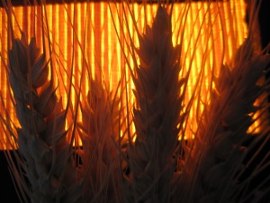 Wheat Burning